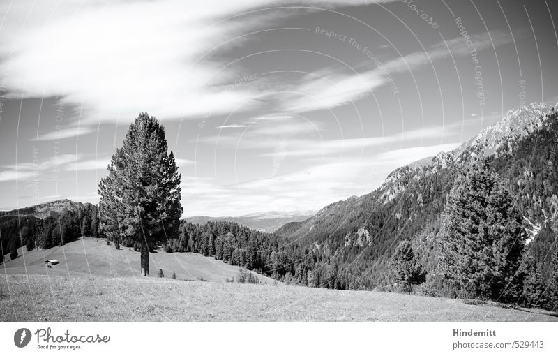 Plant | Tree Summer Summer vacation Meadow Forest Alps Mountain Peak Alpine pasture Stand Sharp-edged Gigantic Large Infinity Tall Round Soft Gray Black White