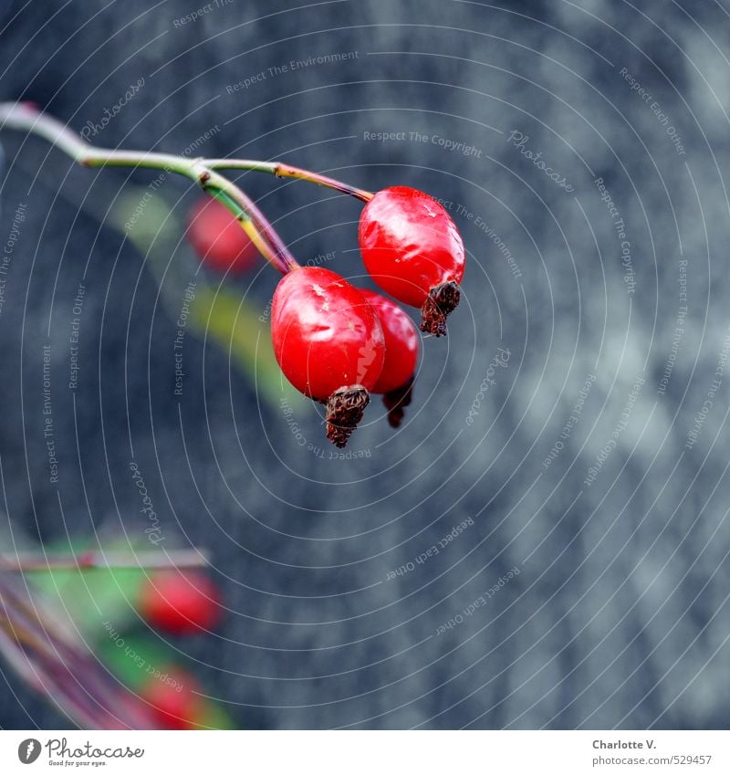 Rosehips in Chemnitz Nature Plant Autumn Wild plant Fruit Rose hip Berry seed head Hang To dry up Esthetic Elegant Gray Green Red Change Transience Smoothness