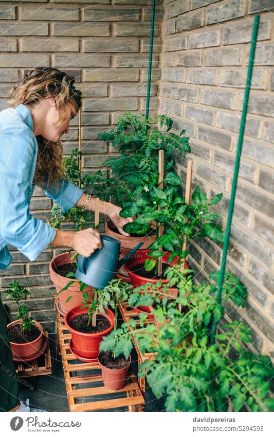 Woman using watering can with plants of urban garden on terrace woman gardener female rooftop leaf gardening patio apartment residential holding pouring shower