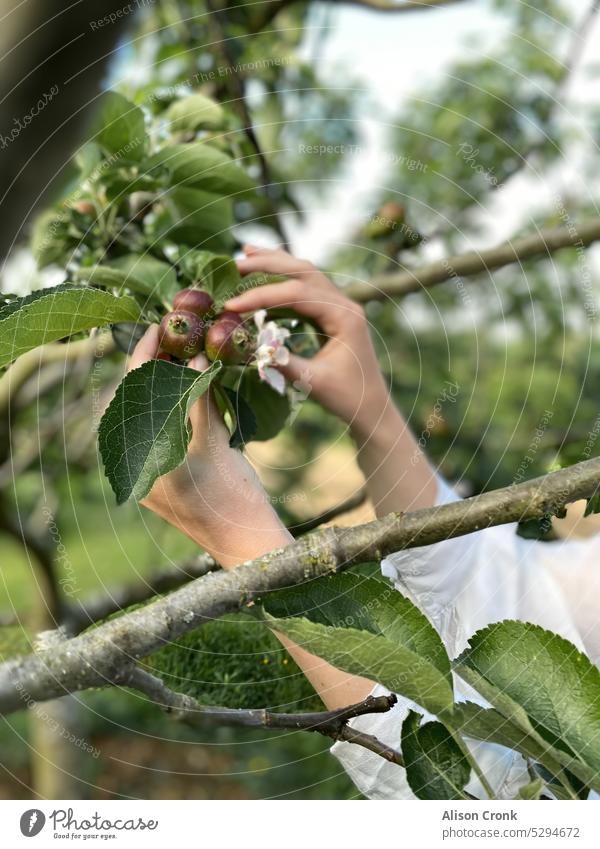 Hand picking apples from a branch hand picked hands branches apple branch outside apple blossom green leaves orchard harvest harvesting garden gardening pruning