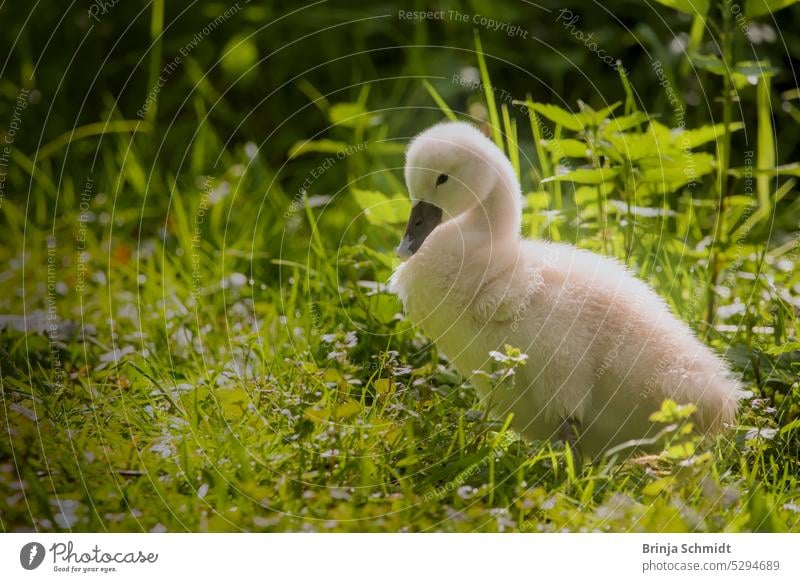 A fluffy young swan chick in the green grass bird waterbird fledgling chicken tiny slipped small newborn Baby child caring protection swim lake plumage feathers