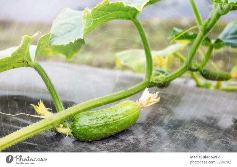 Close up picture of an organic cucumber, greenhouse cultivation, selective focus. vegetable gardening grow farm crop food polyethylene mulch agriculture film