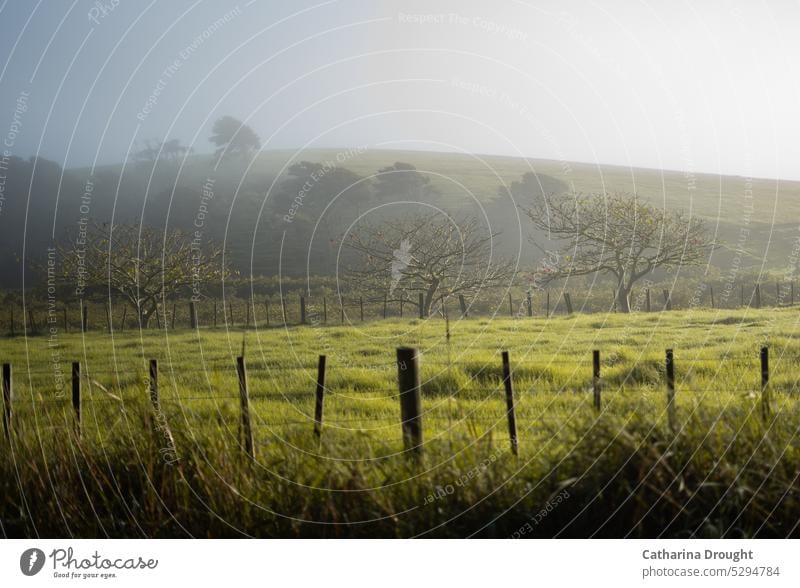 Misty hills and dewy grasses mist misty countryside scenery fences Trees on the horizon Gloomy early morning mist Early morning dew hillside Hilly landscape