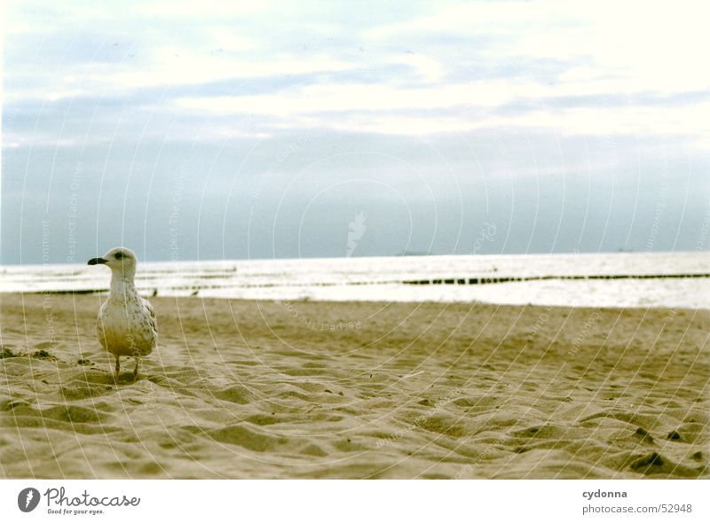 See the sea in colour Ocean Beach Impression Vacation & Travel Moody Coast Bird Baltic Sea Sky Landscape seagull Trip