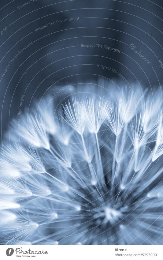 Galaxy S3 Water Dandelion Android Live Wallpaper