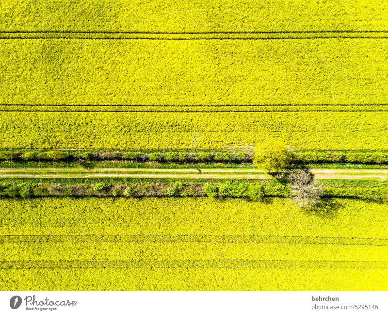 rectilineal Tracks Lanes & trails blossom Canola field Agriculture Field fields Environment Landscape Exterior shot Weather Seasons Home country Colour photo
