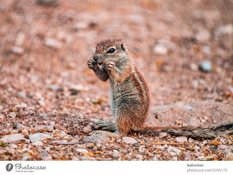nibbles Animal portrait Eastern American Chipmunk Exterior shot Namibia Exceptional Colour photo Rodent aridity Etosha Brash Ground squirrel