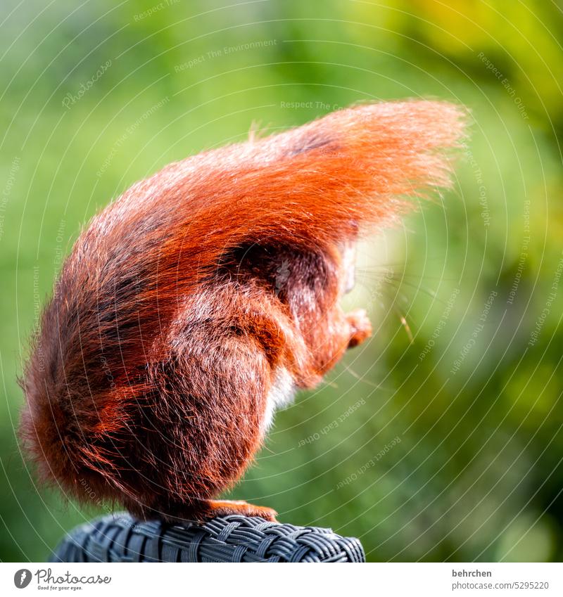 and the hairstyle fits Animal portrait Animal face Colour photo Love of animals Cute Deserted Exterior shot Curiosity Observe Squirrel Garden cheeky monkey