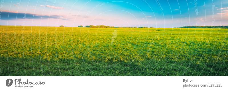 Agricultural Landscape. Countryside Rural Field Landscape Under Scenic Spring Blue Clear Sunny Sky. Skyline. agriculture background beautiful blue bright colour