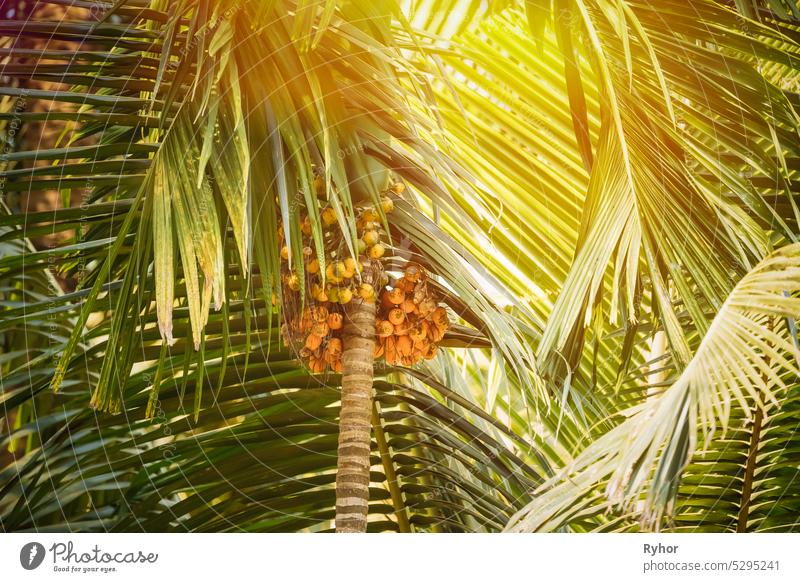 Goa, India. Areca Catechu Palm With Narcotic Nuts On Background Green Leaves, sunbeam sunny sunshine jungle indian leaf asian drug young sunlight greenery