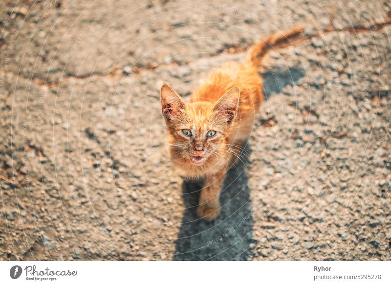 Dirty, Murky, Sickly Red Kitten Mercifully Meows On Street. Homeless Ginger Cat Outdoor In Street animal beautiful breed cat city cute dirty domestic frightened