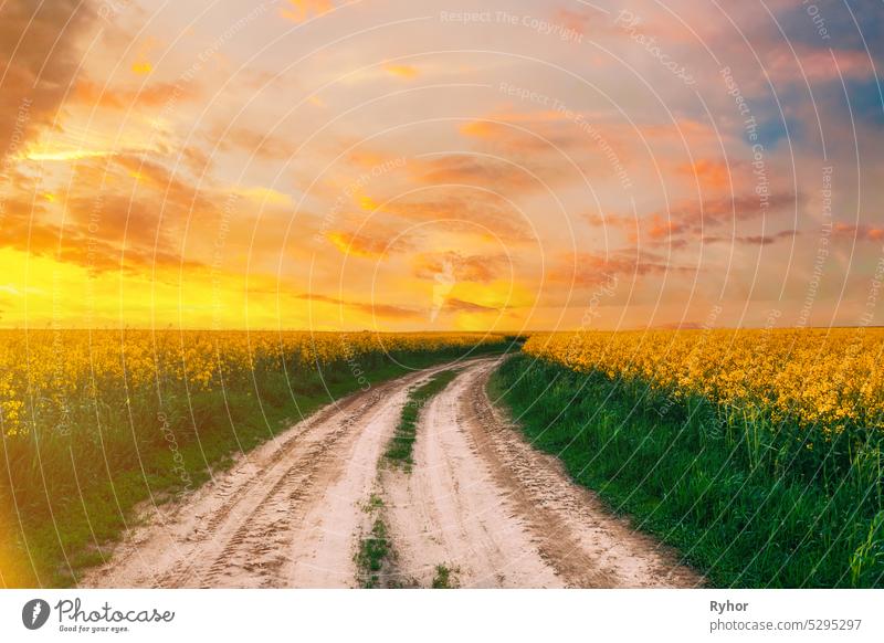 Top Elevated View Of Agricultural Landscape With Flowering Blooming Oilseed Field. Country dusty sandy road through fields. Spring Season. Blossom Canola Yellow Flowers. Sunset Clouds Above Beautiful Rural Country Landscape. Aerial View Countryside Road...