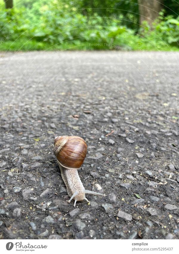 Snail crosses road Asphalt Crumpet Creep race swift Slowly relaxed crawling animal creep Snail shell Tar Green Lanes & trails Traverse