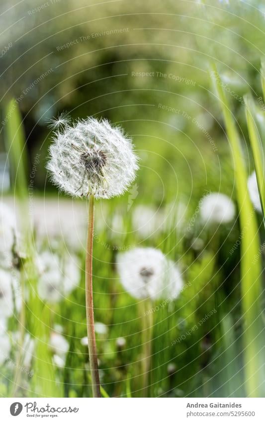 Dandelion with a loose umbrella, in the background blurred more dandelions and green meadow, vertically Plant Nature Macro (Extreme close-up) Detail Sámen