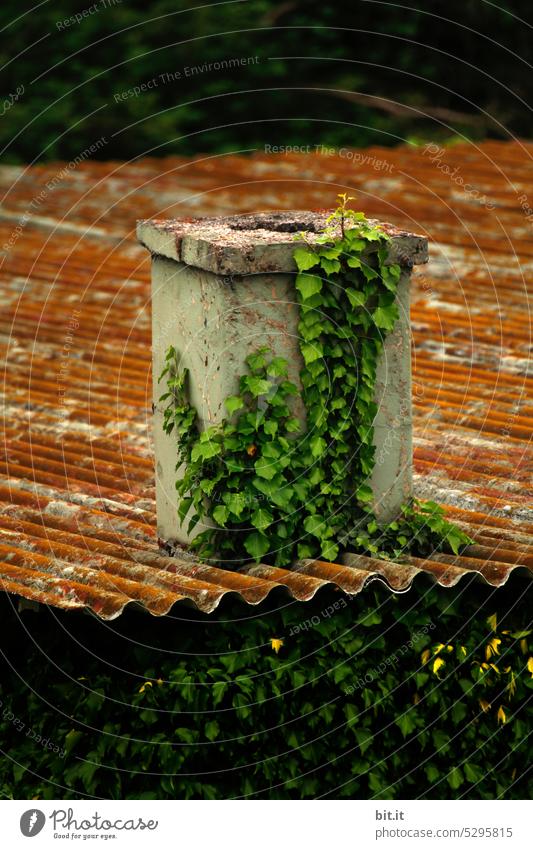 ¥MainFux l green fresh ivy growing on a chimney, chimney on old broken corrugated iron. Greening of house, roof with climbing plant. Old dirty roof with asbestos and moss. Enchanted, fairy tale, fabulous, garden, cottage, growth, vines.