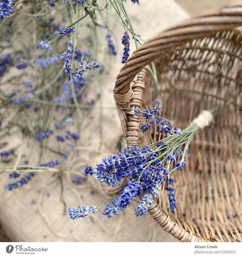 bunch of lavender in a basket provence french lavender handtied bouquet wild flowers home grown lavender blue rustic floral country basket country life purple