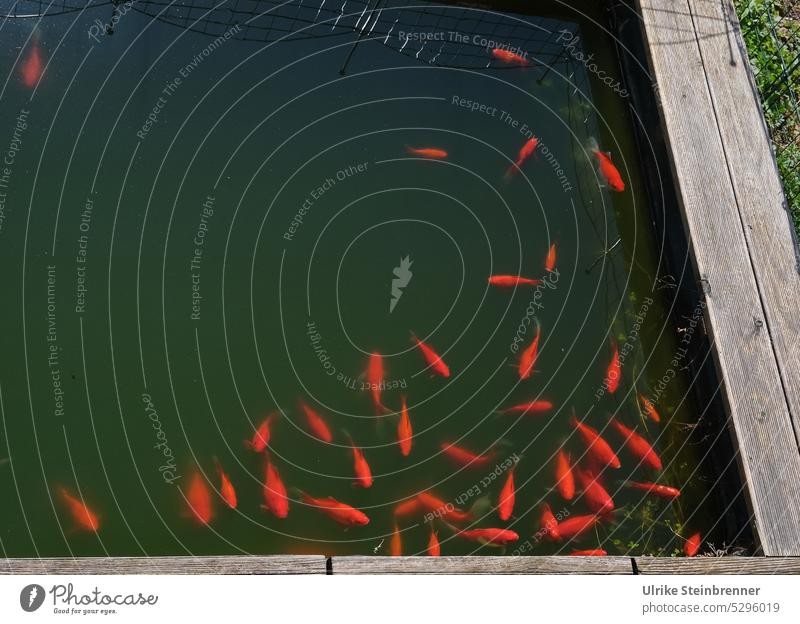 The Swarm Garden pond goldfish pond Goldfish Group of animals Animal Pond Fish Flock Shoal of fish Red Water Aquatic animal Wooden edge expectations hungry