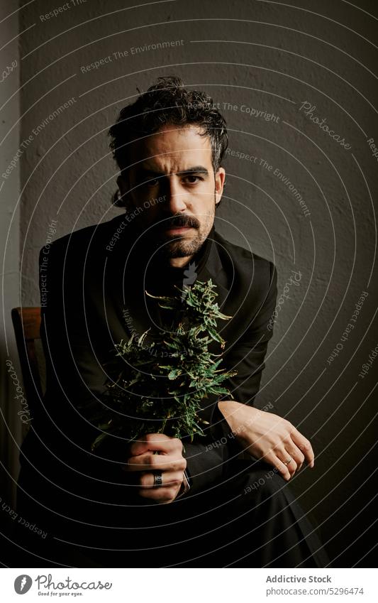 Bearded man smelling marijuana plant in dark room legs crossed aromatic decorative wooden chair enjoy male art cement texture looking at camera growth wall