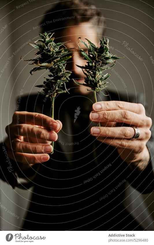 Man showing cannabis plants to camera man marijuana leaf drug natural hemp weed narcotic adult male demonstrate dark herb fragrant room ganja fresh aromatic