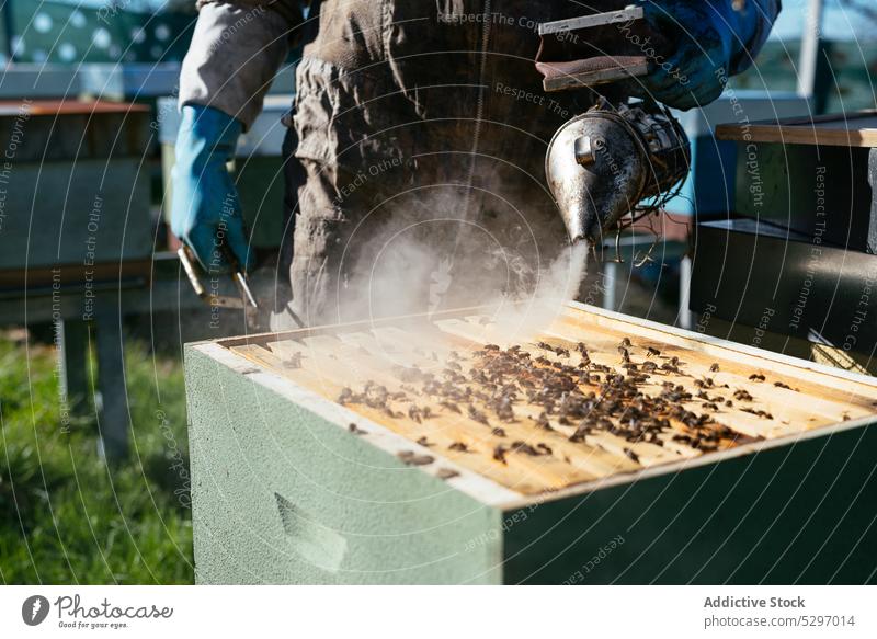 Beekeeper using bee smoker in apiary man beekeeper beehive work fume professional skill tool job equipment protect countryside male process apiculture safety