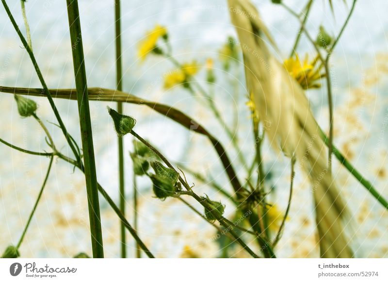 Flowers and Rust Yellow Light Chaos flower blue Contrast strong depth of view dusty lines group small grass