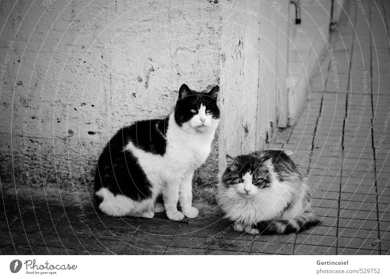 piper Town Wall (barrier) Wall (building) Animal Cat Animal face Pelt 2 Pair of animals Wait Street cat Istanbul Prowl Black & white photo Exterior shot
