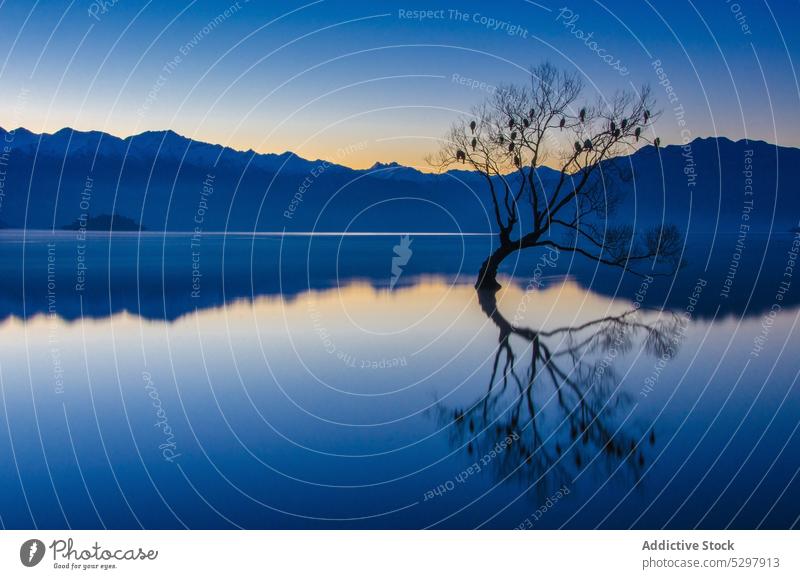 Calm lake with tree surrounded by mountains in evening leafless grow sunset sundown lonely nature reflection calm peaceful dusk wild picturesque harmony
