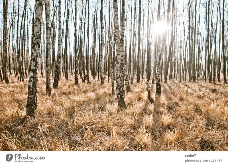 Forest without colours Sun Autumn Grass Gloomy Dry Yellow White Birch wood Subdued colour Exterior shot Sunlight Back-light