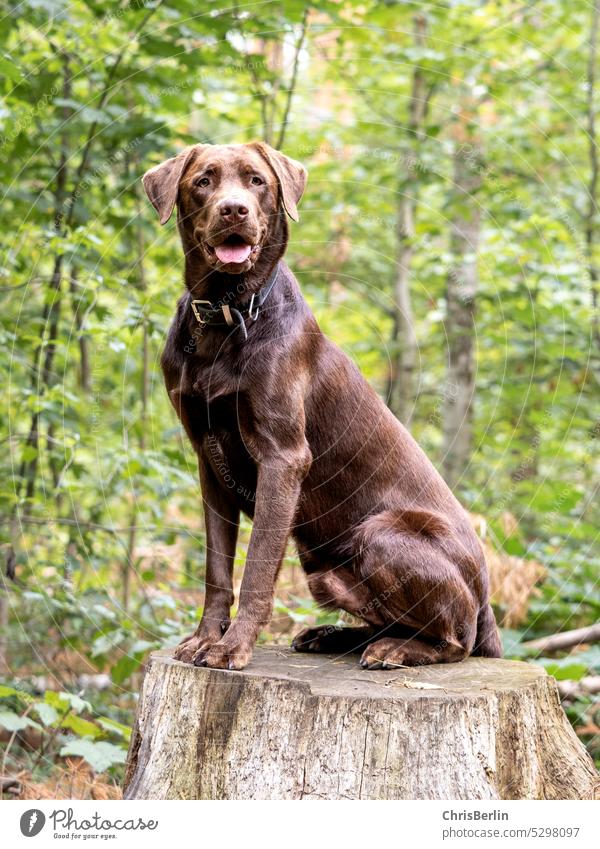 Labrador male in forest Dog adult Animal Pet Nature Looking into the camera Exterior shot Deserted Pelt Love of animals Colour photo Snout Puppydog eyes
