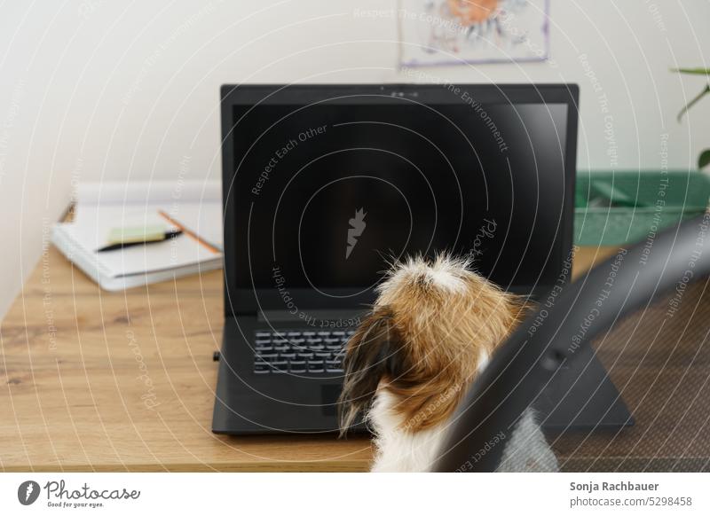 Rear view of a small dog in front of a laptop. Dog Pet Animal Humor Desk home office Armchair at home Notebook labour Online Technology Lifestyle Modern Terrier
