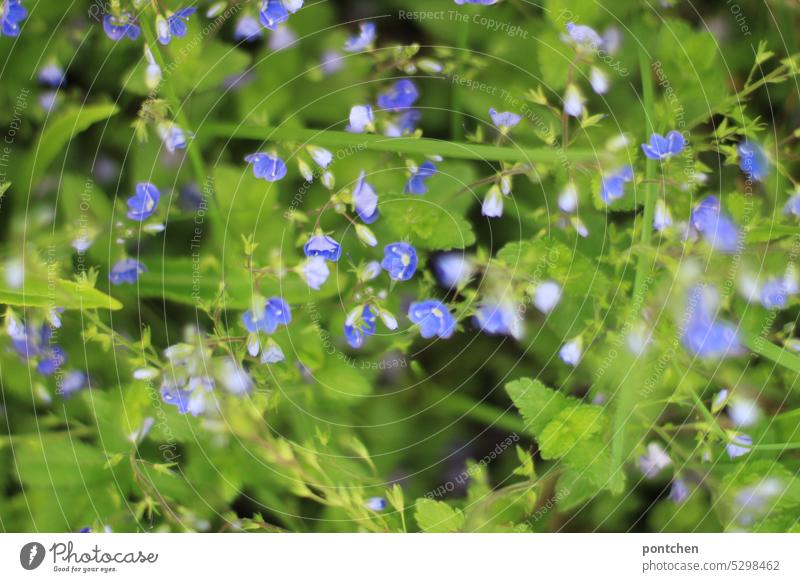 small blue flowers. speedwell. meadow flowers. blossom honorary prize Green Grass leaves Nature Plant Blossom Spring Summer Blossoming Garden