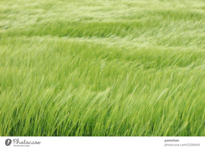 a field full of wheat in growth Wheat Wheatfield Ear of corn Field Agriculture Green food products Carbohydrates Grain Cornfield Agricultural crop Nutrition