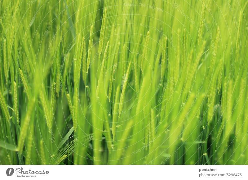 close-up of a still green wheat field. ears of grain Grain Ear of corn Wheat Grain field Bilious green Field Cornfield Agricultural crop Agriculture Wheatfield