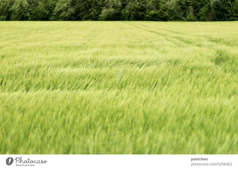 a field full of wheat in front of a forest . green tones in nature Wheat Field Green Green tones Grain Agriculture Growth Cornfield Grain field