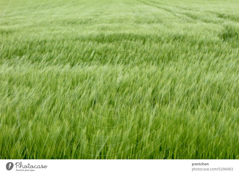 a still green wheat field. agriculture Wheat Wheatfield Soft structure Agriculture Nutrition Grain Cornfield Ear of corn Growth Field Agricultural crop