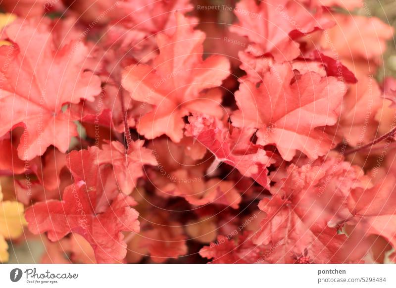 red leaves of a plant. heuchera Red Plant Nature Colour Garden naturally Leaf Outdoors haychera ornamental purple bells