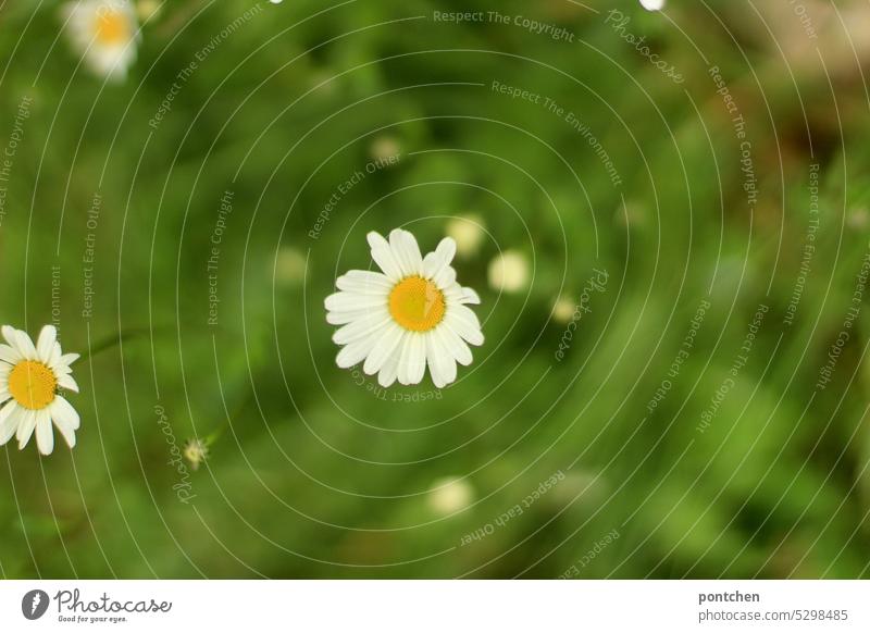 daisies in a green meadow from above marguerites Green Meadow blossom meadow flowers Spring Nature Beauty & Beauty Summer Flower Flower meadow naturally Garden
