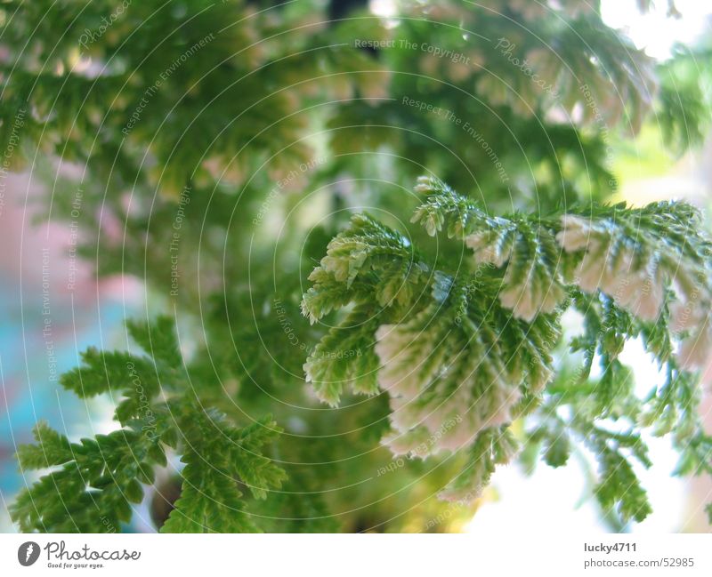 Fern to dream about Flower Tree Green Plant Dream Playing Landscape Pteridopsida