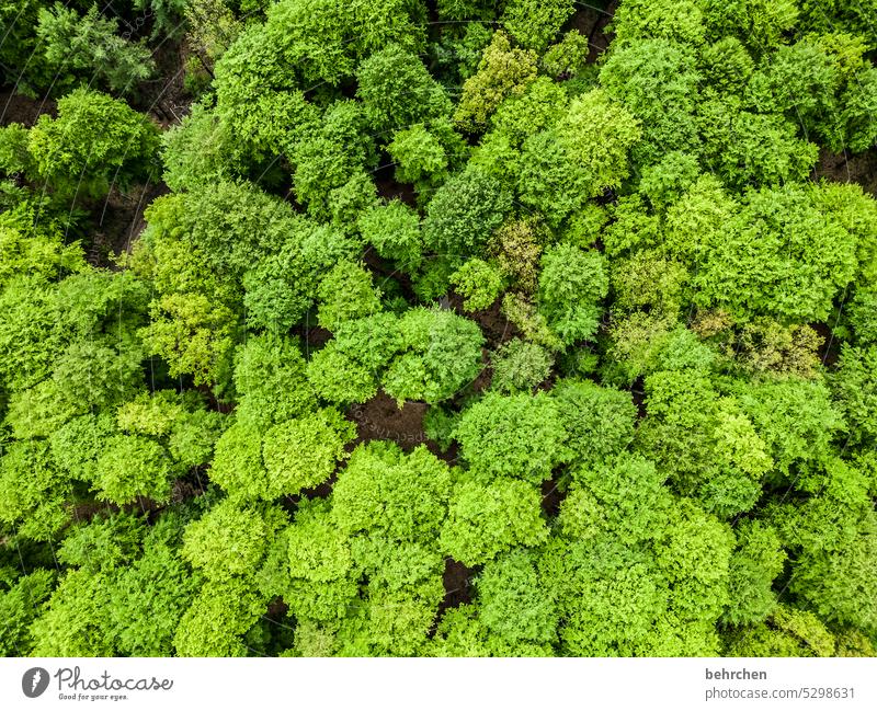 seasons | summer freshness leaves from on high drone Bird's-eye view Branches and twigs Colour photo Home country Tree Seasons Exterior shot trees Landscape