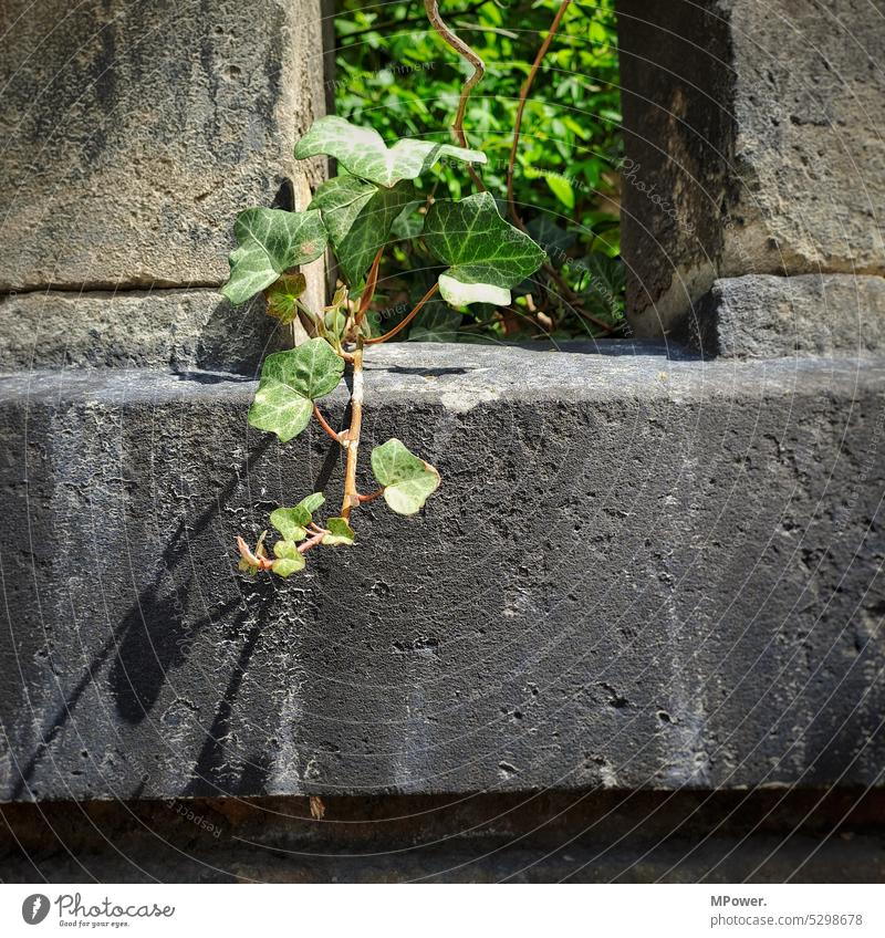 ivy vine Ivy vines ivy leaves ivy leaf Nature Green Plant Exterior shot Colour photo Leaf Growth Deserted Wall (building) Wall (barrier) Tendril Facade Creeper