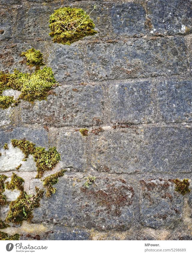 Wall with moss Moss Stone Exterior shot Green Deserted Colour photo Rock Nature Plant Multicoloured Gray Wall (barrier) masonry Stone wall Close-up