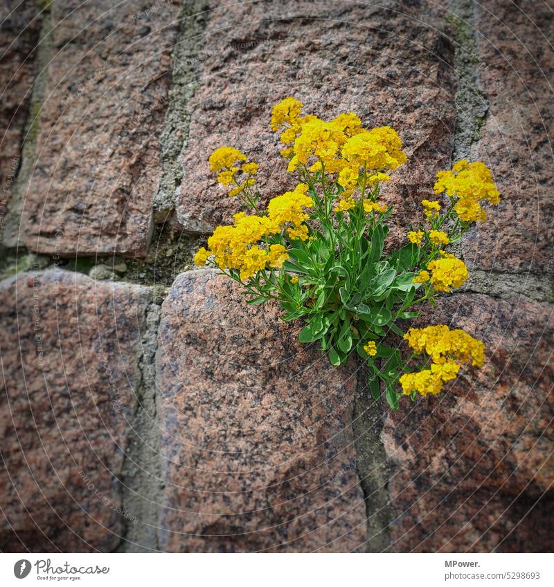 Flower in stone wall Yellow Green Nature Summer Blossoming Exterior shot Deserted Colour photo Plant Day Spring pretty Close-up Detail Spring fever naturally