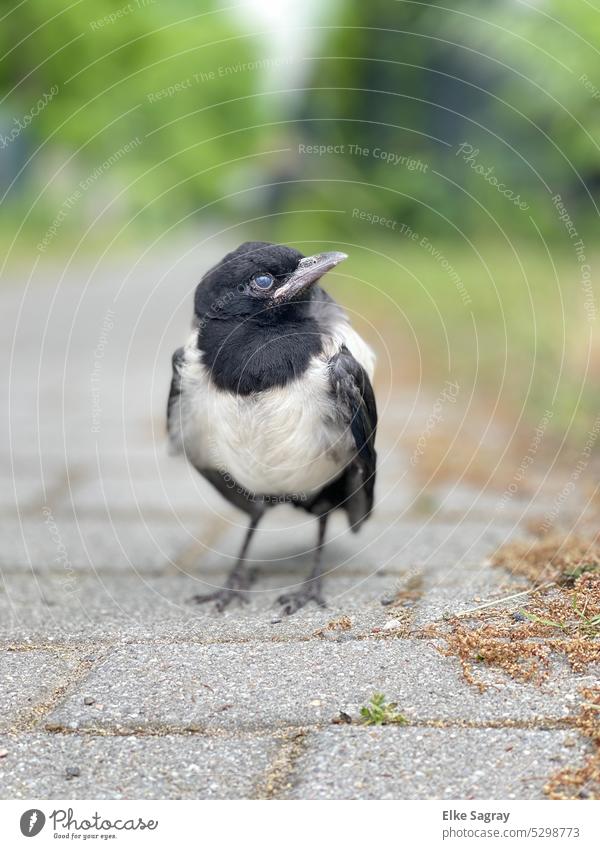Magpie chick rescued from the roadway... #youngbird Bird Young bird Wild animal Baby animal Love of animals Nature Exterior shot Cute Animal portrait Small
