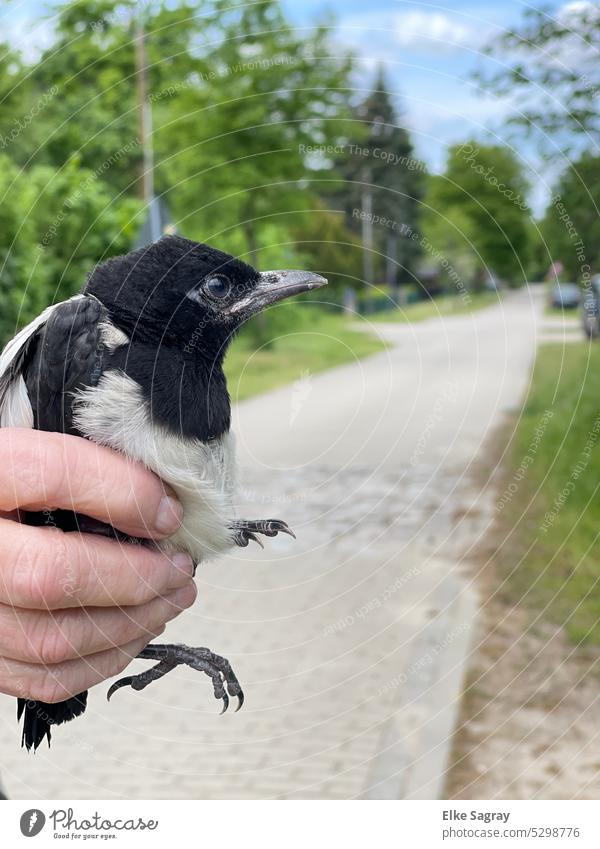 Magpie chick rescued from the roadway... #youngbird Bird Young bird Wild animal Baby animal Love of animals Nature Exterior shot Cute Animal portrait Small