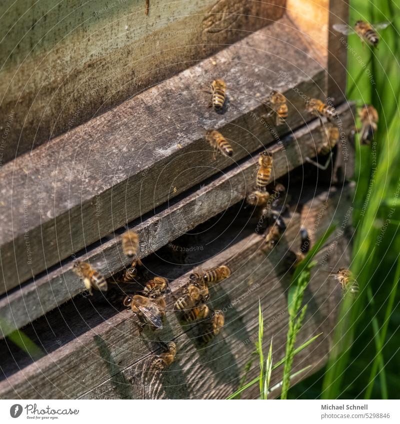 Bees on a hive Beehive Bee Hive bee hives Honey bee Insect Bee-keeping Bee-keeper Nature beekeeping Food Colony naturally Healthy Honeycomb Pollen Frame