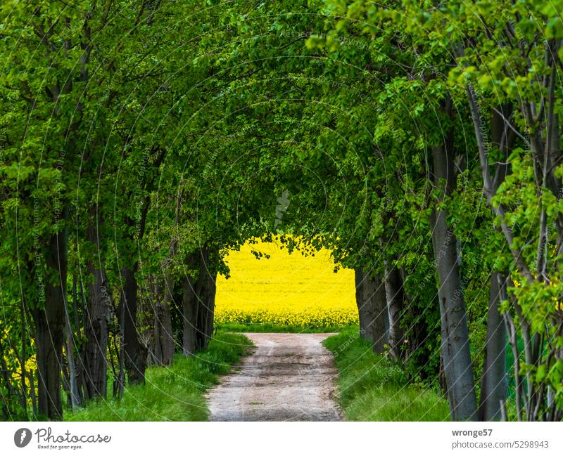 Green tunnel Tunnel off the beaten track Avenue Row of trees Nature Summer Deserted Exterior shot Colour photo Canola field Oilseed rape flower Yellow