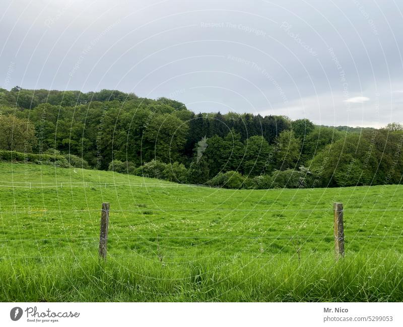 grass green Willow tree Nature Green Sky Forest Meadow Grass Agriculture Landscape pasture landscape Pastureland Fence post Boundary Grassland Country life