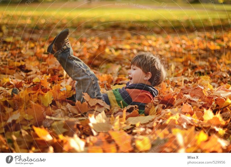 somersault Leisure and hobbies Playing Children's game Human being Toddler Boy (child) Infancy 1 1 - 3 years 3 - 8 years Autumn Leaf Garden Park Forest Smiling