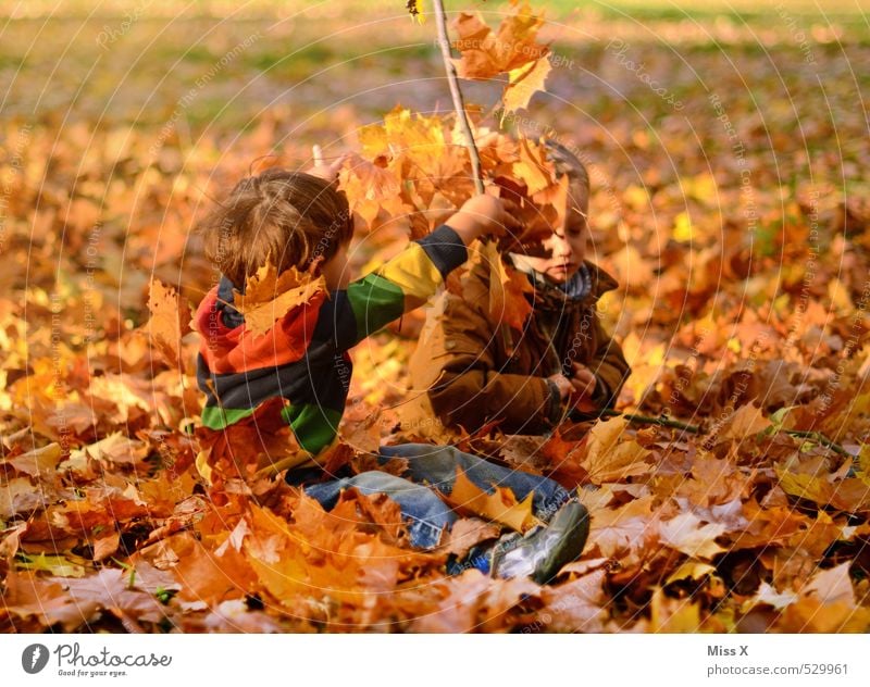 children Playing Children's game Human being Masculine Toddler Boy (child) Brothers and sisters Friendship Infancy 2 1 - 3 years 3 - 8 years Nature Autumn Leaf