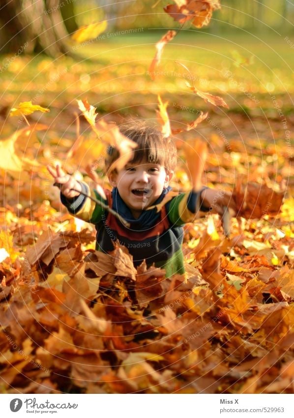 Child in foliage Playing Children's game Human being Toddler Boy (child) Infancy 1 1 - 3 years 3 - 8 years Autumn Tree Leaf Garden Park Forest Laughter Throw